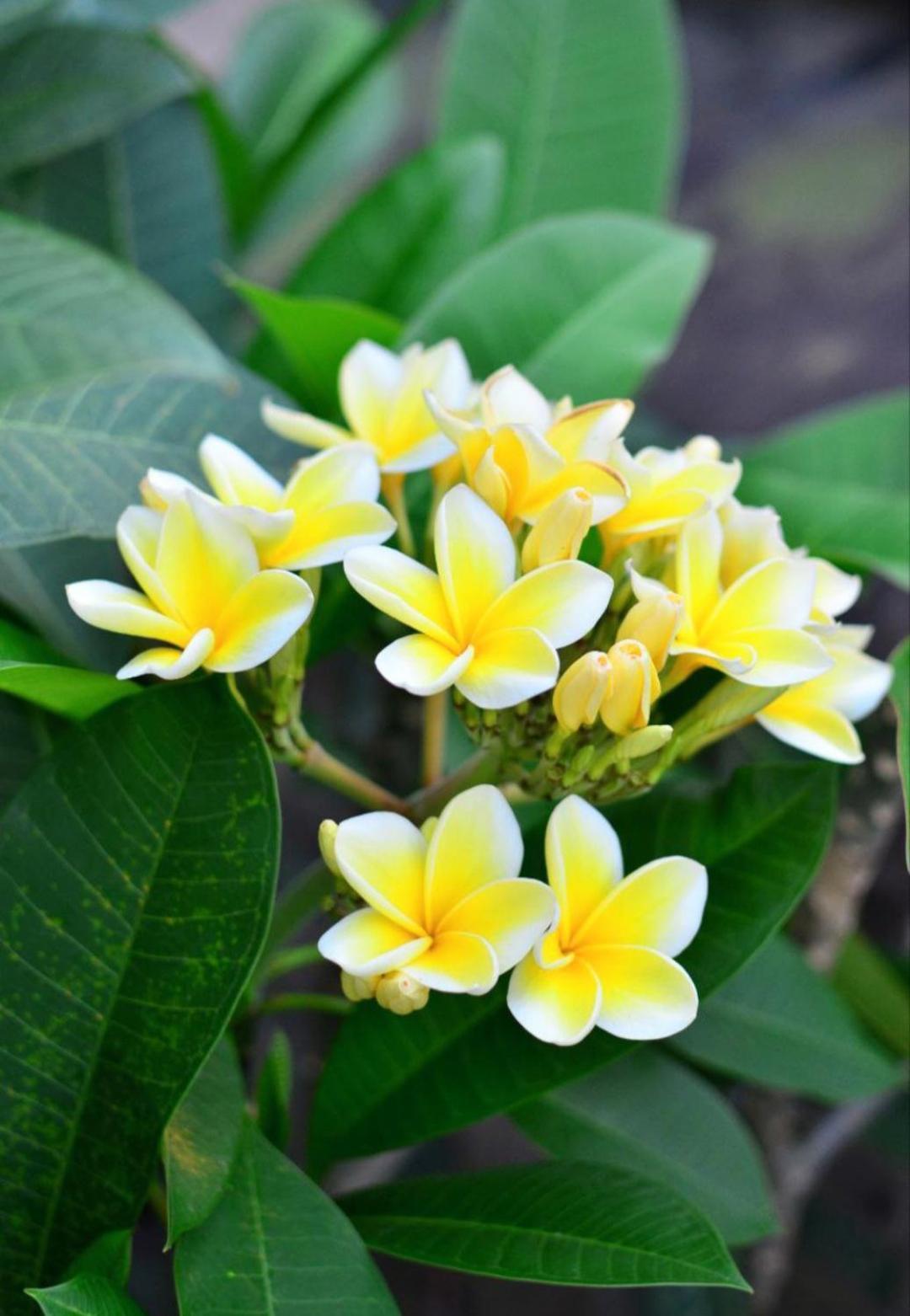 Guci Affittacamere Ubud
